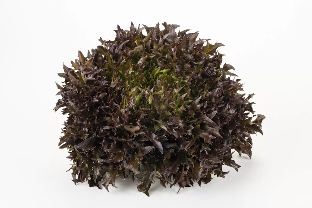 Pflanzgemüse von Nordseeds Pflanzgemüse von Nordseeds
