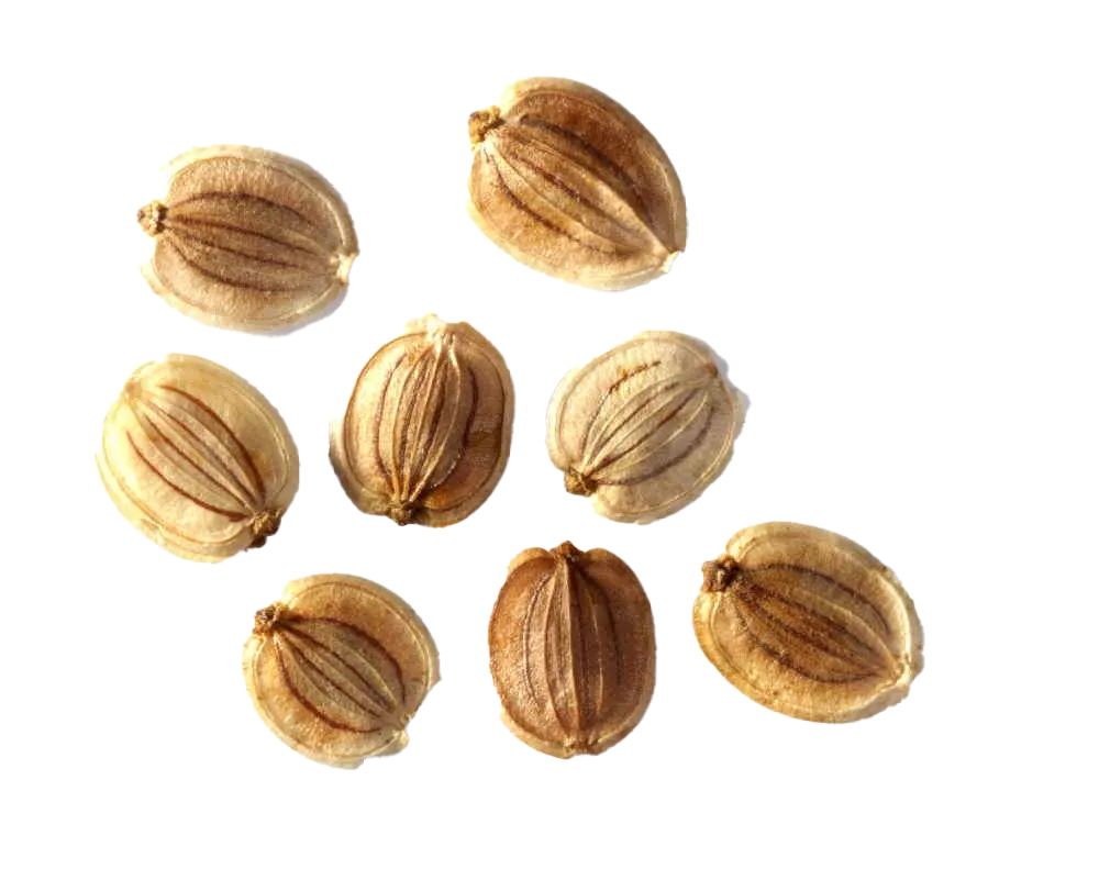 Pastinaken Samen NordSeeds Hagedorn Pastinaken Samen NordSeeds Hagedorn