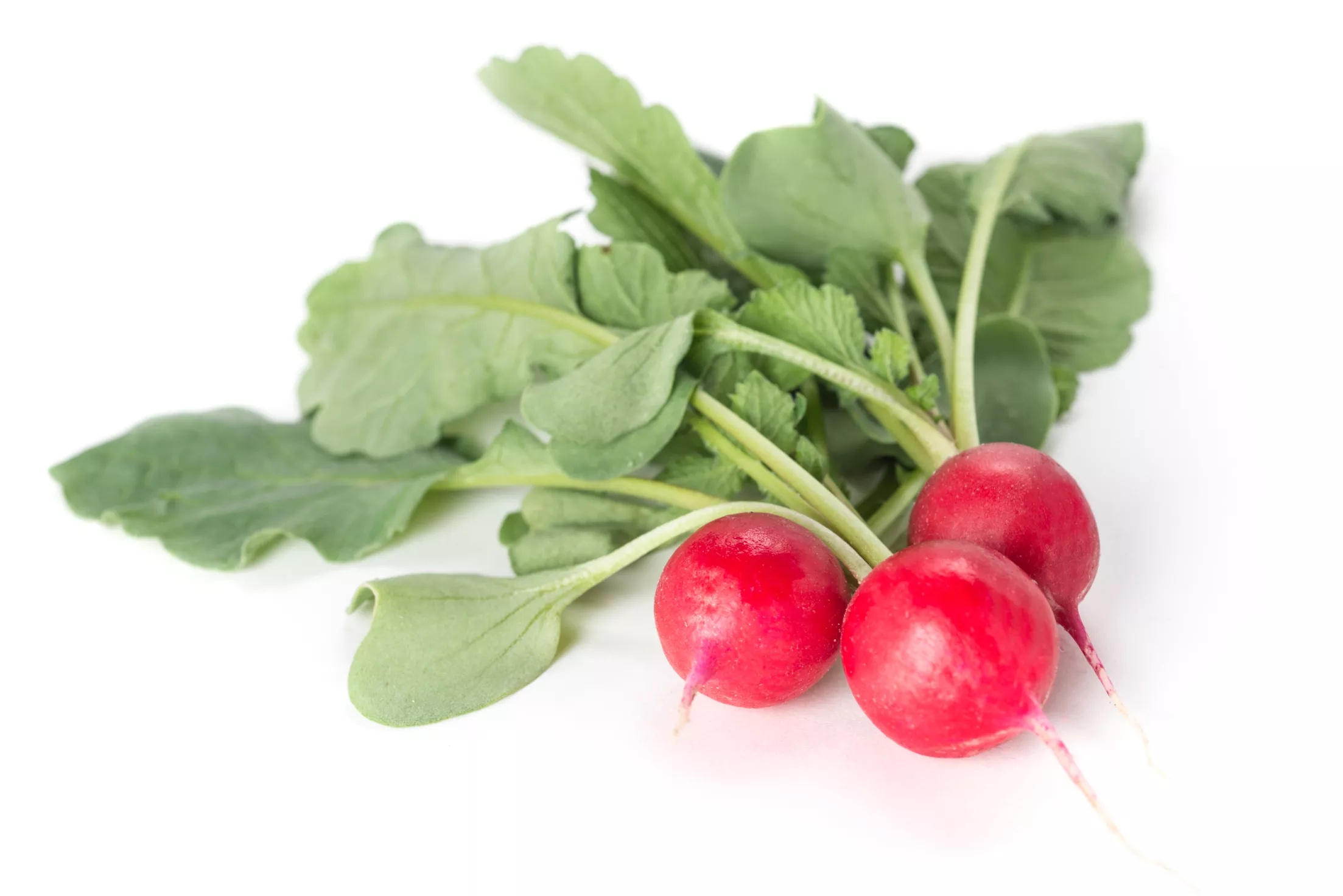 Saatgemüse von Nordseeds Saatgemüse von Nordseeds